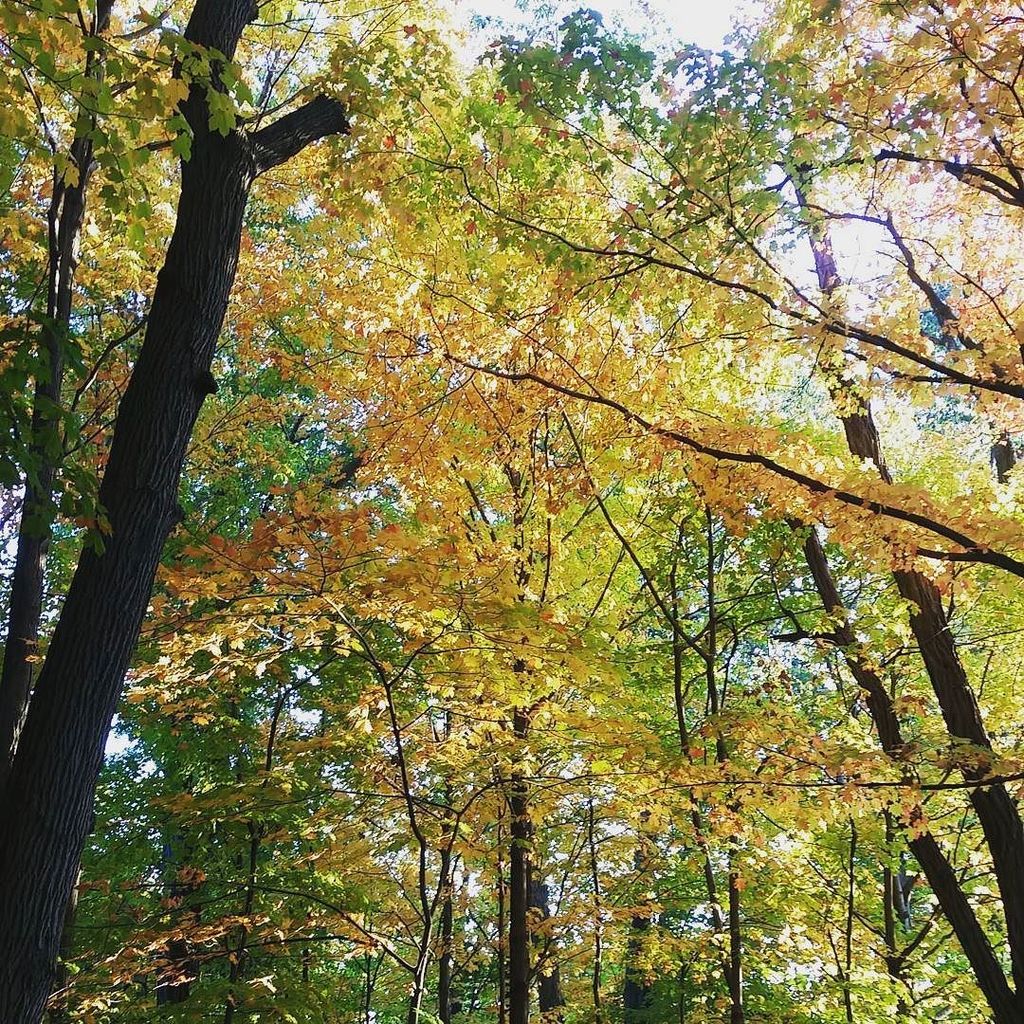 enyoranca's tweet image. It's autumn in New Jersey. #newjersey #igersnj #eaglerock #fallfoliage ift.tt/2eH473K