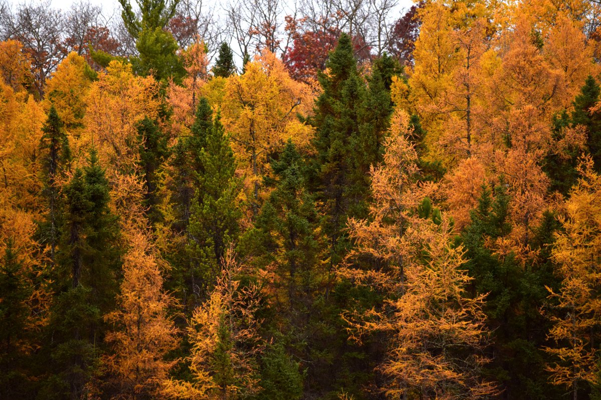 tamaracks are the only coniferous trees that change color