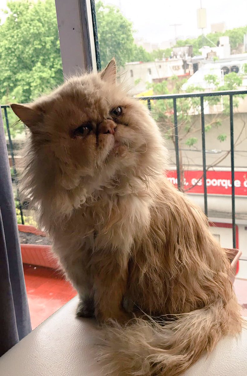 hernanlirio's tweet photo. POR FAVOR RT!!! Se perdió el gato de mi amigo @capochatv! Por favor si alguien lo encuentra llamar al 1157383884 https://t.co/EgMbqYg63E