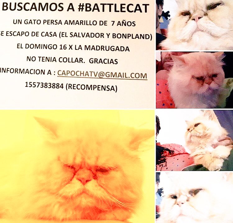 hernanlirio's tweet photo. POR FAVOR RT!!! Se perdió el gato de mi amigo @capochatv! Por favor si alguien lo encuentra llamar al 1157383884 https://t.co/EgMbqYg63E