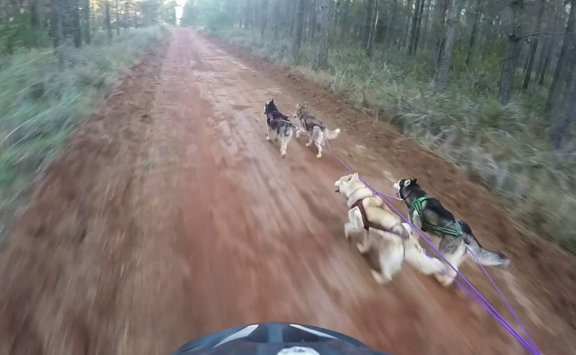 SDRQinc's tweet photo. Woo hoo! Look at that four dog team go! https://t.co/KOiMfhMBaX