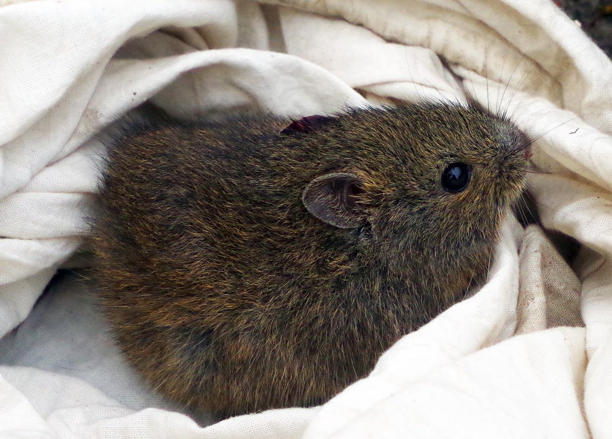 Who loves our native #OzRodents? We do! Here is one of our favourites, the swamp rat (Rattus lutreolus). They are a 'new world endemic'.