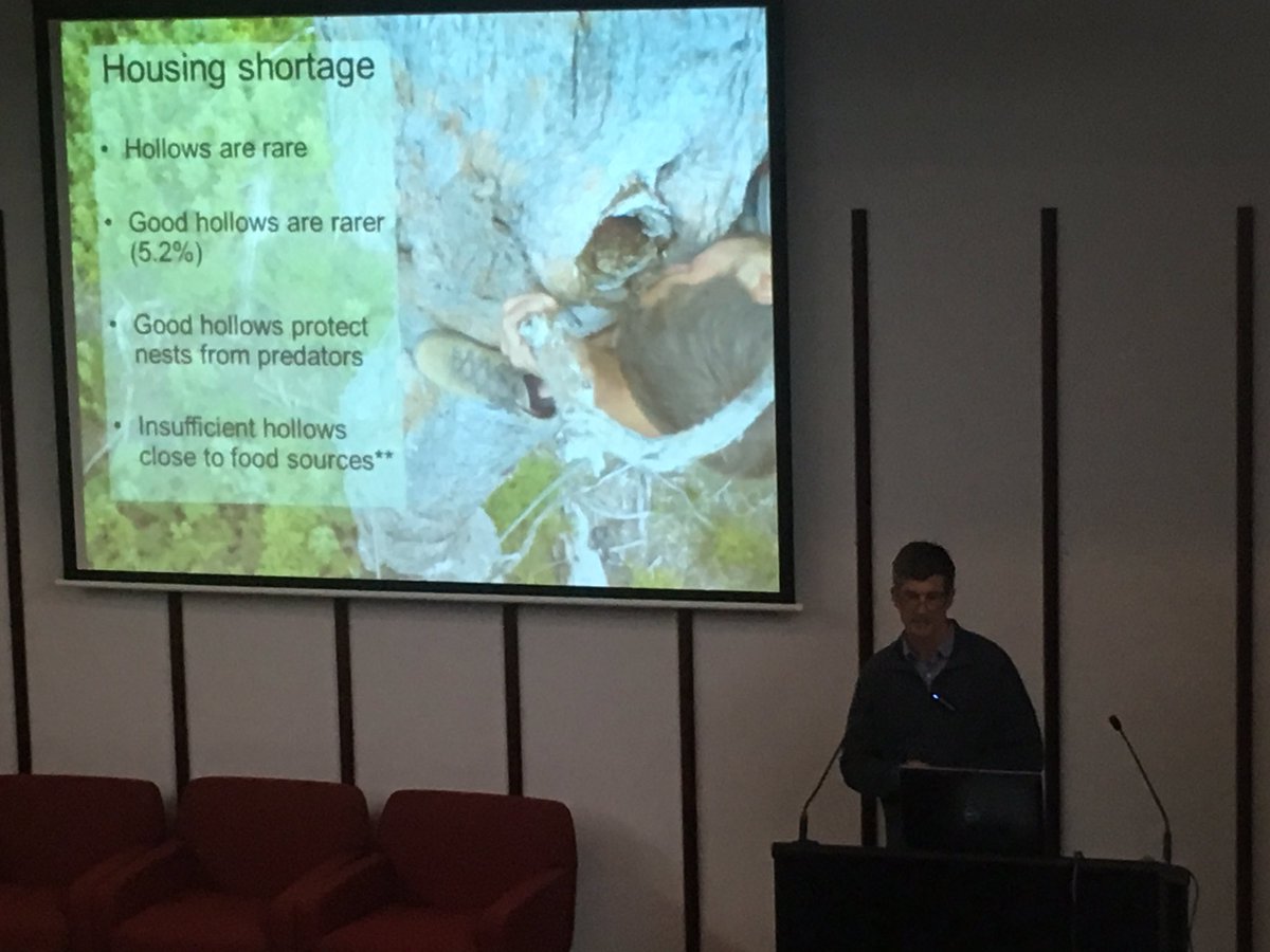 TSR_Hub's tweet image. #swiftparrots face a severe housing shortage owing to habitat loss &amp;amp; predation Prof Rob Heinsohn #s4ss16 @ANUFennerSchool