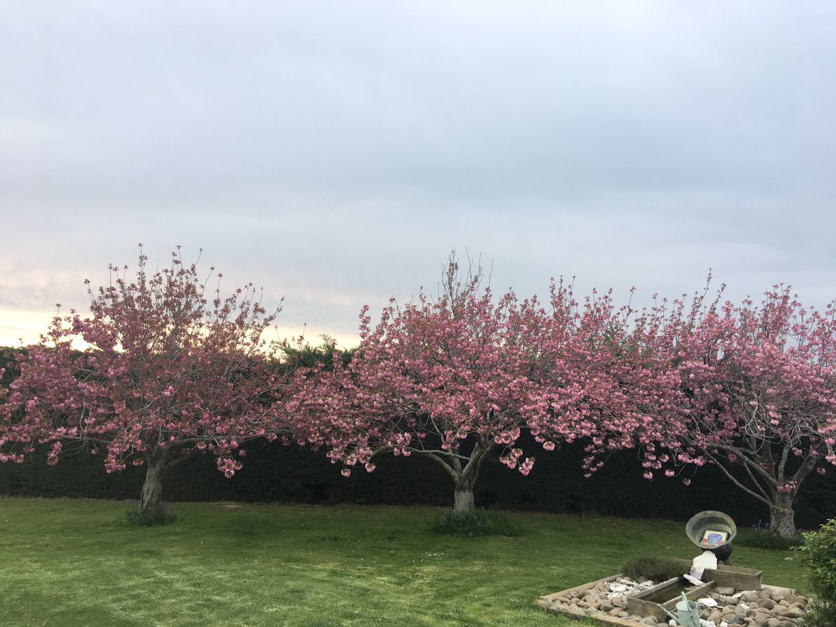 JustJaneNZ's tweet image. Home! #needarest