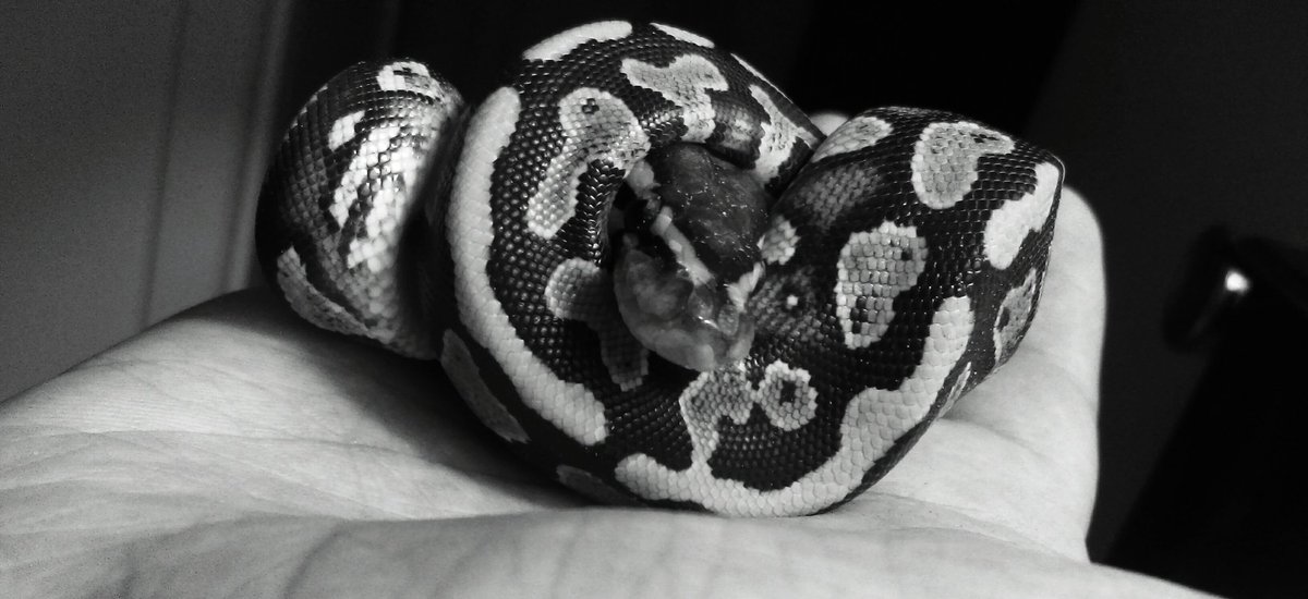 dwin666's tweet image. #ballpython #photography #pythonbreeding #hetpied #granite #yellowbelly #reptiles #narbctinley #standardsteelroyalreptiles