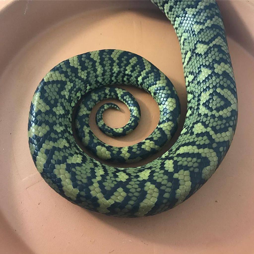 bushbark's tweet image. This is #aero a rehab  #coastalcarpetpython arrived by plane #ebay surprise #RRQi ift.tt/2ewIWCo