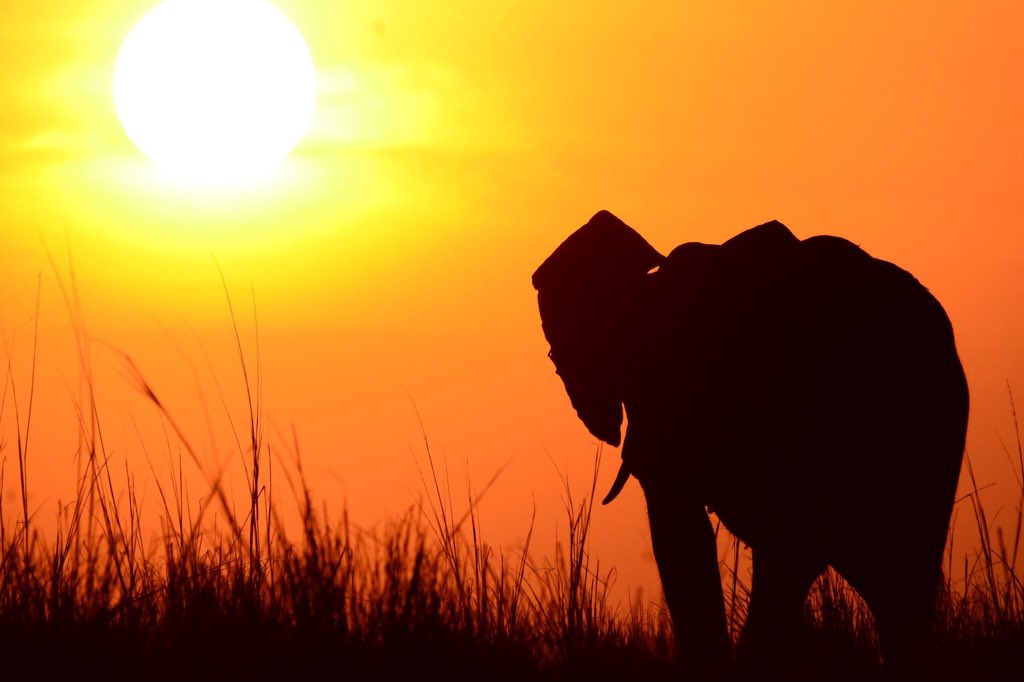 Spectacular landscape and wildlife provide some stunning images from #Botswana.
bbc.co.uk/news/world-afr…
