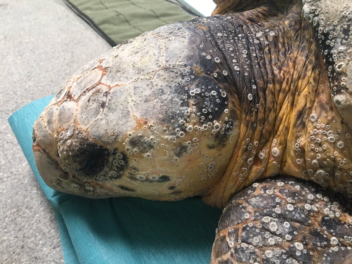 seabirdrescue's tweet photo. Look at this face❤️❤️❤️ #loggerheadturtle #turtlenerd #australianseabirdrescue https://t.co/yYvlIdjosW
