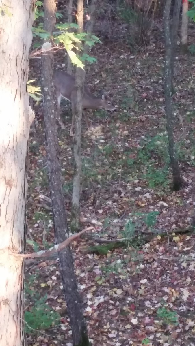 caseyfunk88's tweet photo. Let him go to grow or fill freezer??? I let him walk would you? https://t.co/BZ4pF4qWgn