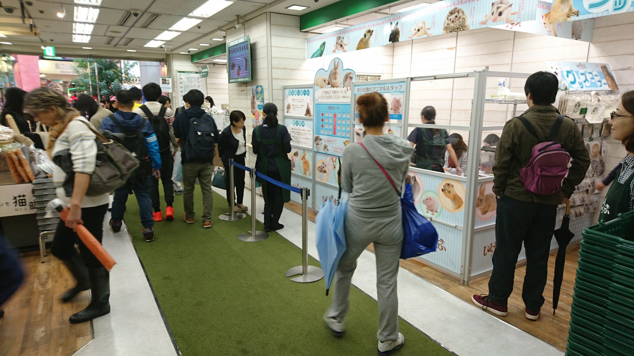 アニマルルームいけもふ Twitterren アニマルルームいけもふが本日より東急ハンズ池袋店に期間限定の出店をしております もふもふ出来る動物達はウサギ チンチラ スキニーギニアピッグ ボールパイソン ハリネズミです お一人様10分500円 皆様のお越しをお待ちし アニマルルームいけもふ Twitterren アニマルルームいけもふが本日より東急ハンズ池袋店に期間限定の出店をしております もふもふ出来る動物達はウサギ チンチラ スキニーギニアピッグ ボールパイソン ハリネズミです お一人様10分500円 皆様のお越しをお待ちし