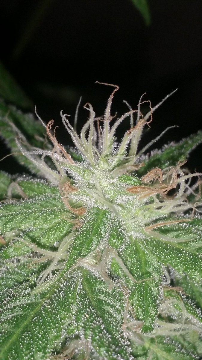 lungsnacks's tweet photo. Look at those orange hairs! 😱 #Marijuana #Cannabis #Weed #Ganja #Plant #WeeBelladonna #BlueDream #Trichomes #Budding #Flowering #Stoner https://t.co/VPlnEqeQOI