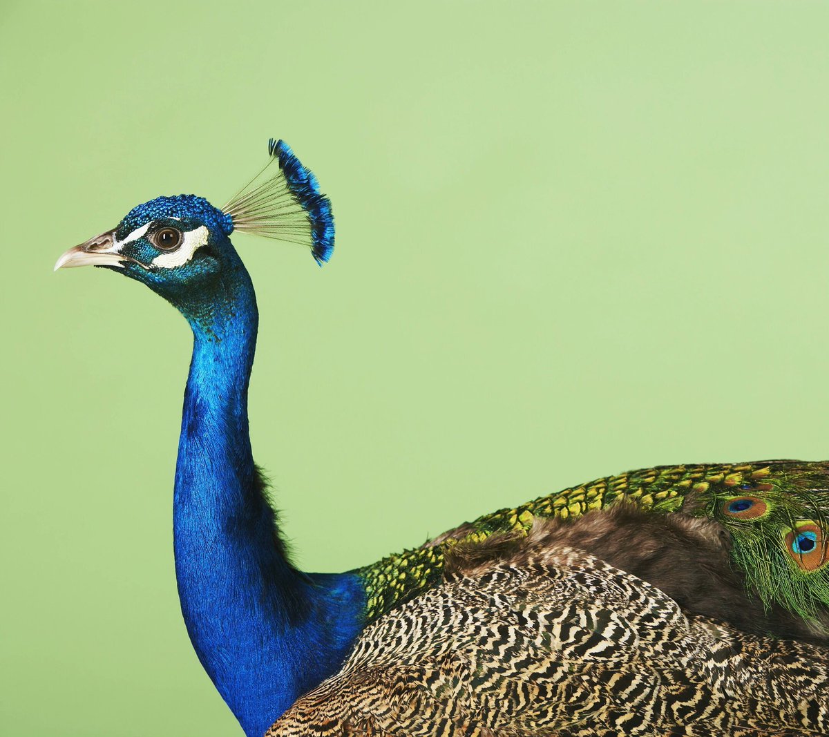 HardeShivam's tweet photo. Peacocks - 
Once abundant .....
Decreasing in number.....due to urbanisation &amp; hunting https://t.co/LybSiRUle9