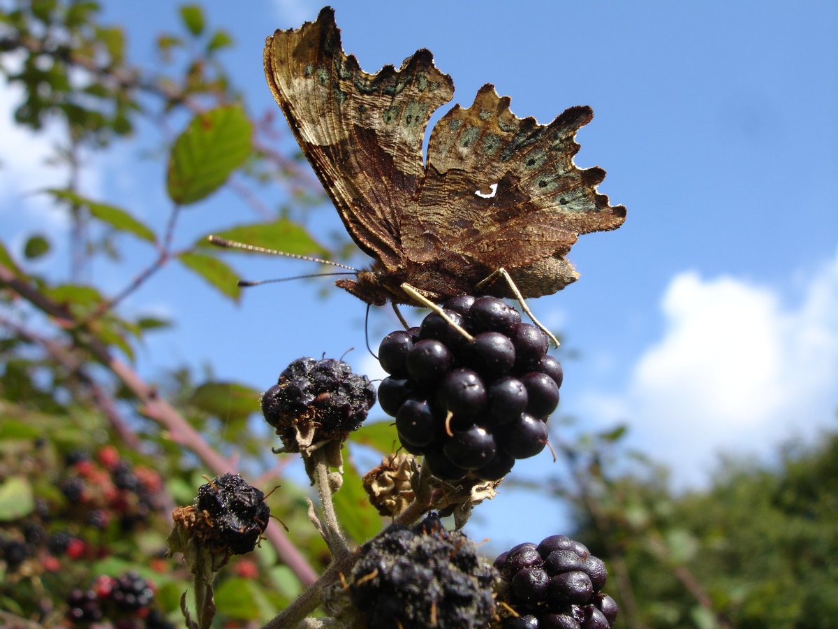 savebutterflies's tweet photo. Leave out fallen fruit &amp; let your ivy bloom. Both are fantastic sources of energy for butterflies as the days darken #mondaymotivation https://t.co/Gja2TOQVaZ
