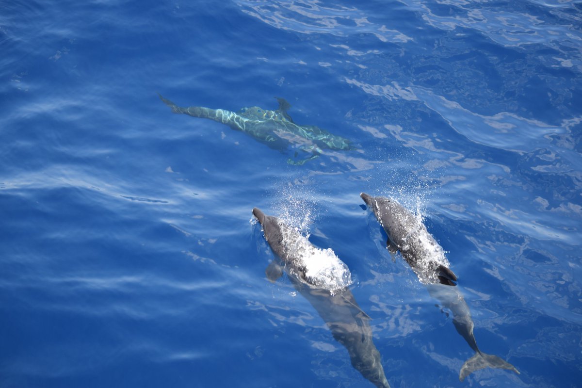 Kimberley_EBird's tweet photo. Even the #dolphins are interested in our #SeaSurfaceMicrolayer sampler! #AirtoSea https://t.co/KaHM1YXzW0