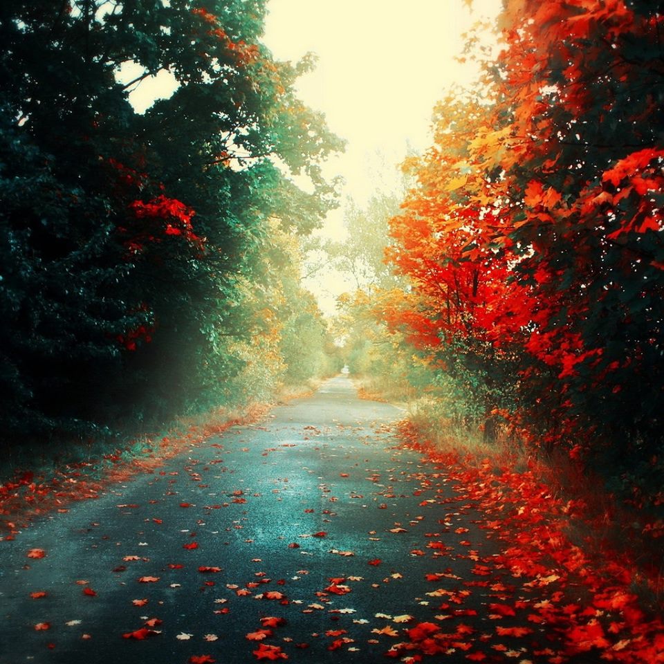 Green9632's tweet photo. #love #autumn #fall #landscape  🍁💛🍂🍁 https://t.co/WTK4dvOJmW