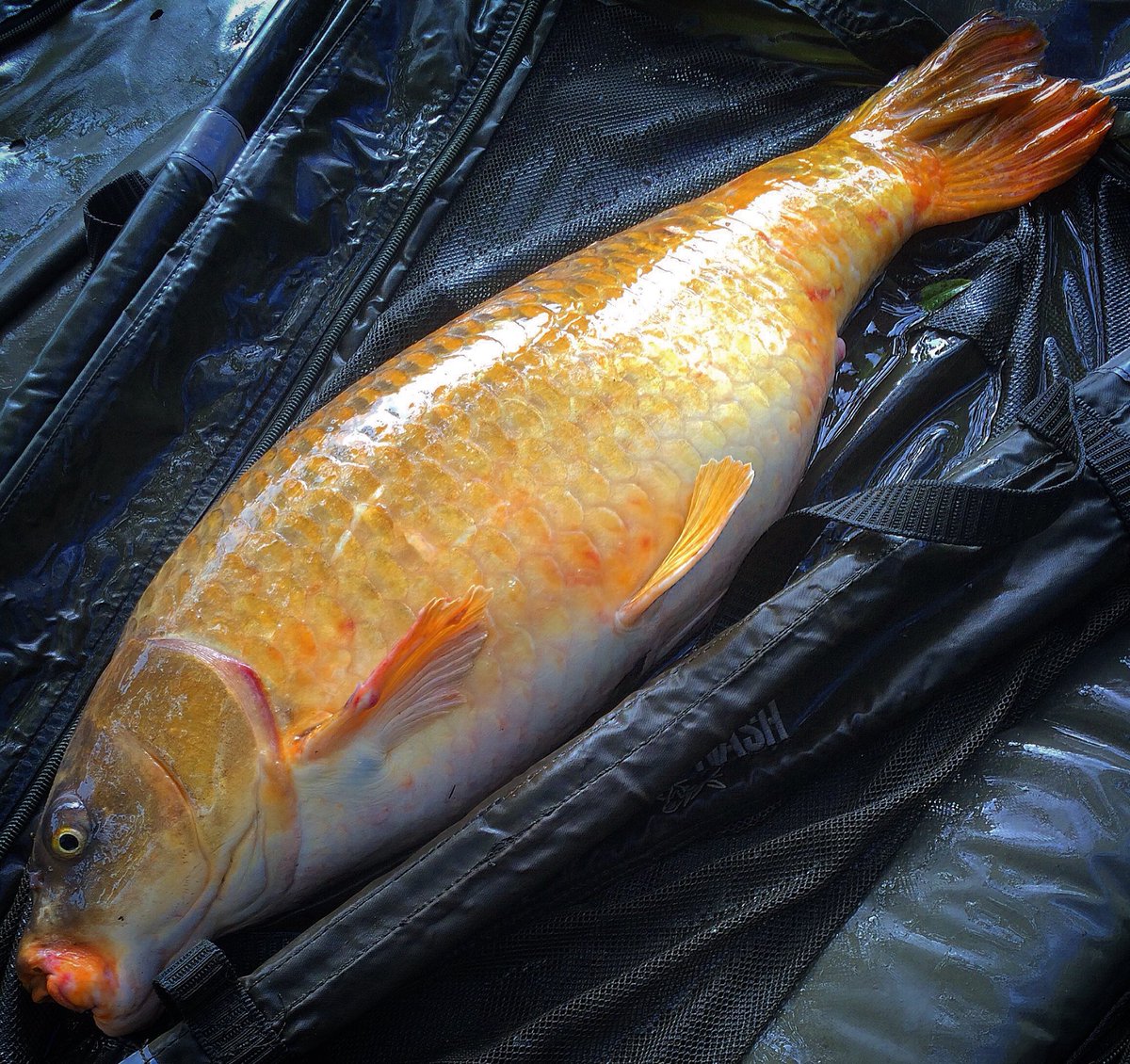 carpmarathon's tweet photo. The second capture of the trip 19lb #PatsPool #KeyC https://t.co/B1jOltUg9e
