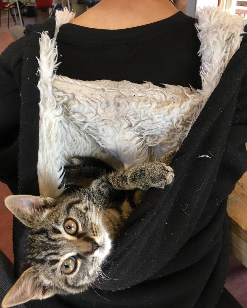 ZebraZorg's tweet photo. #poes #Koffie heeft een lekker warm plekje gevonden #zebrazorgboerderij #katten #poezen #cats #zorgboerderij #Vogel… https://t.co/3zcWvgk8eW