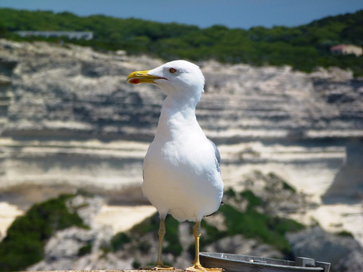 adjpit's tweet image. Bonjour à tous et bonne semaine