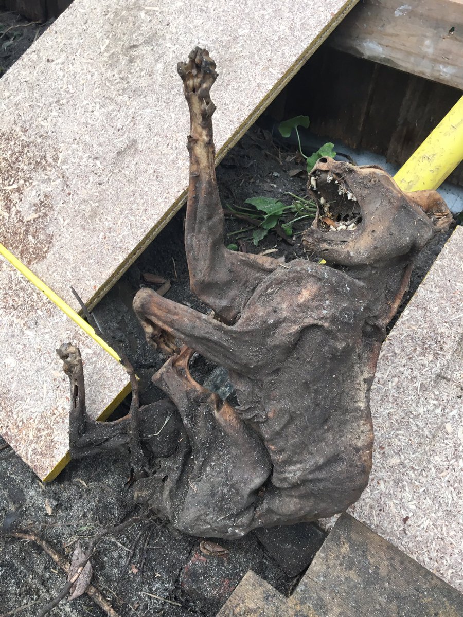 luke_warfa's tweet photo. @theprojecttv this was under house in Northcote Melbourne #blackmagic https://t.co/05pmvNhnd5