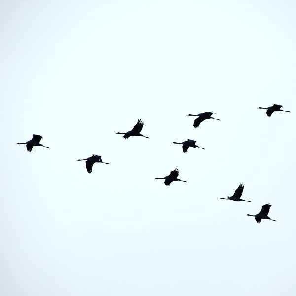 Auf nach Süden! #dervornehatdiekarte #schwarm #kranich #crane #naturschauspiel #linum #vogelzug #herbst #funwithkid…
