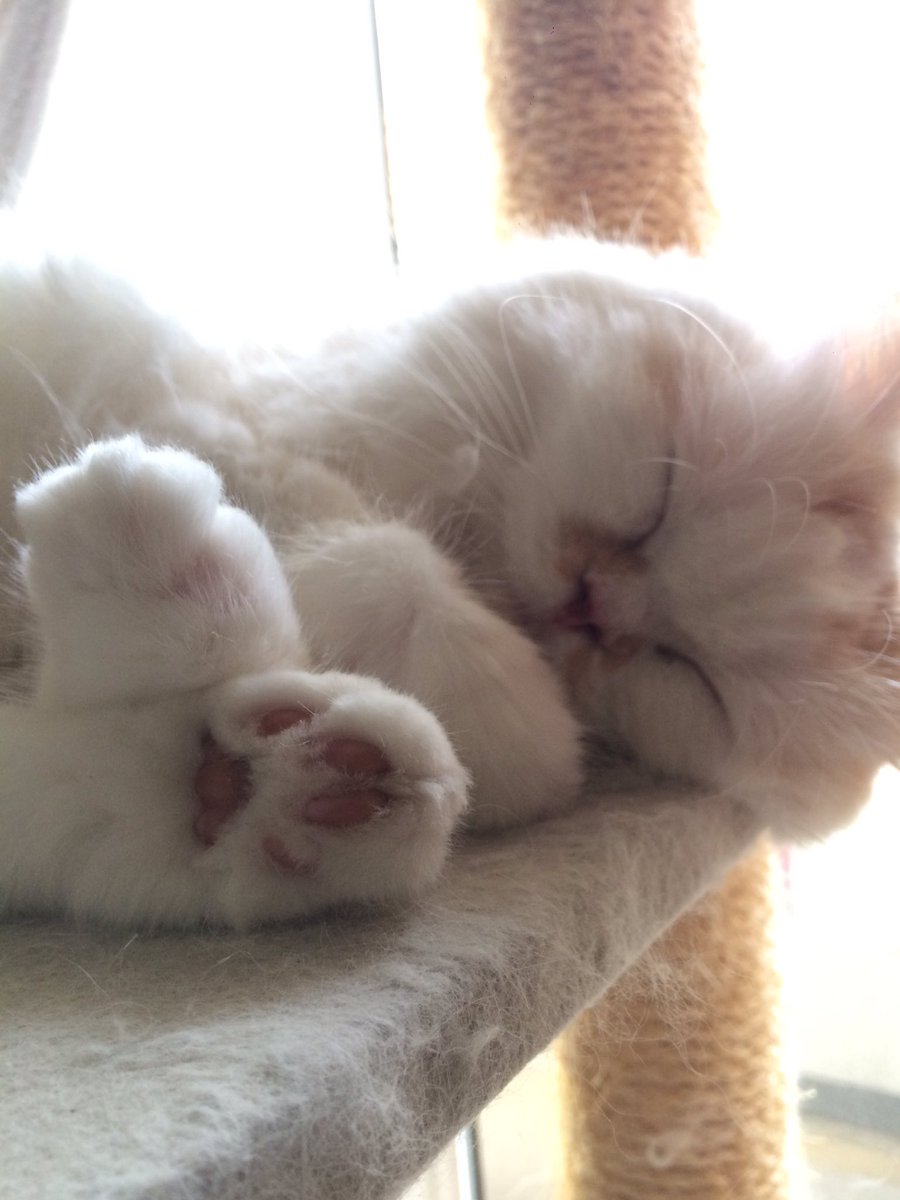 piyokonami's tweet photo. ケツ毛&amp;指毛ボーボーやったけどいっぱい切って綺麗になったね･:*+.ฅ( °ω° )ฅ.:+

切り口ガタガタやんけ…ʬʬʬ

でもこれで💩付く心配ないさぁぁあぁあ！！！ https://t.co/n2Jfpv02YY