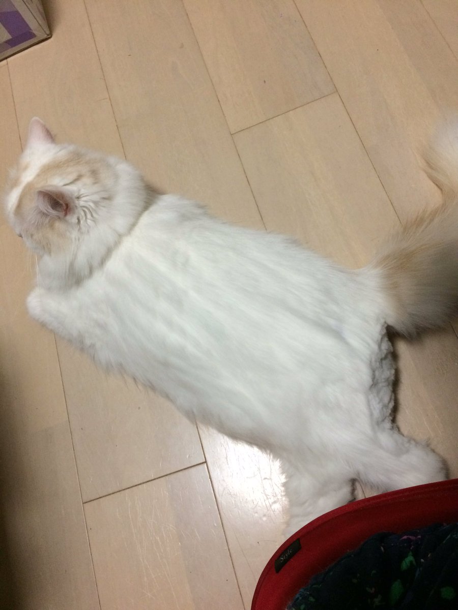 piyokonami's tweet photo. ケツ毛&amp;指毛ボーボーやったけどいっぱい切って綺麗になったね･:*+.ฅ( °ω° )ฅ.:+

切り口ガタガタやんけ…ʬʬʬ

でもこれで💩付く心配ないさぁぁあぁあ！！！ https://t.co/n2Jfpv02YY