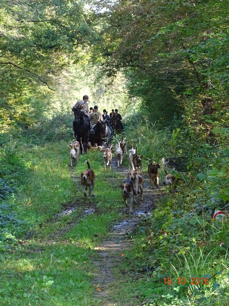 Fedechasse_60's tweet photo. Samedi 15 octobre #dimanchechasse #vèneriecerf #découverte #équipagerivecourt https://t.co/Fn4E2RMQdh