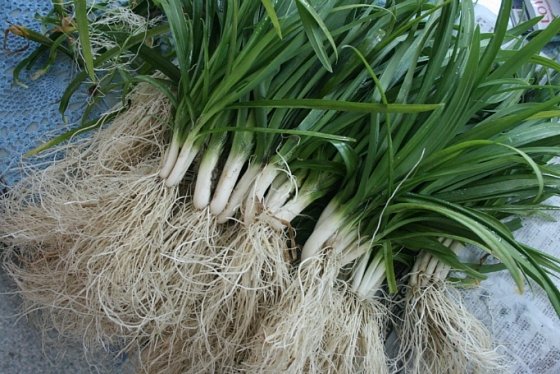 삼채(뿌리부추) 재배법과 먹는 방법