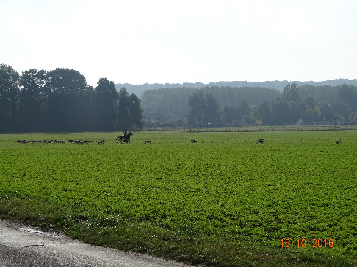 Fedechasse_60's tweet photo. Samedi 15 octobre #dimanchechasse #vèneriecerf #découverte #équipagerivecourt https://t.co/Fn4E2RMQdh