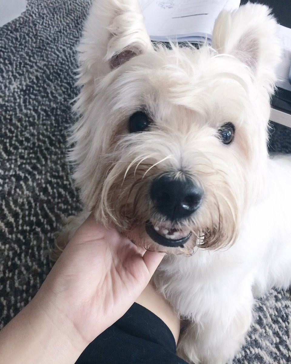 otonakumi's tweet photo. 1 like = 1 prayer 💞🙏🏻
dashy has three tumours in his brain and doesnt have much longer to live, please pray for himm https://t.co/WfMBCJVF0D