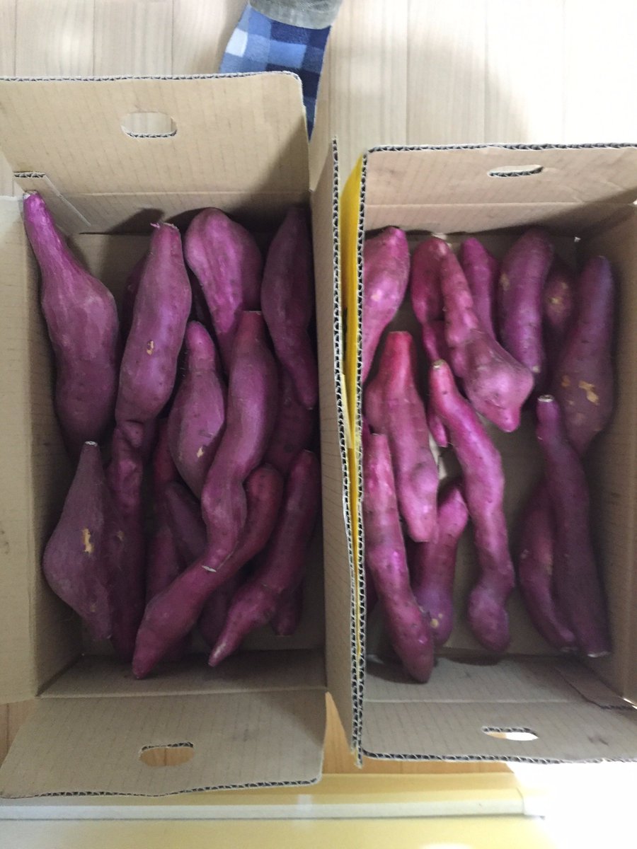 arksharepudding's tweet image. またまたオーナー様から差し入れが来ました！
秋の味覚さつまいもが段ボール2箱分に詰まってました♪
みんなで仲良くいただきます＼(^o^)／