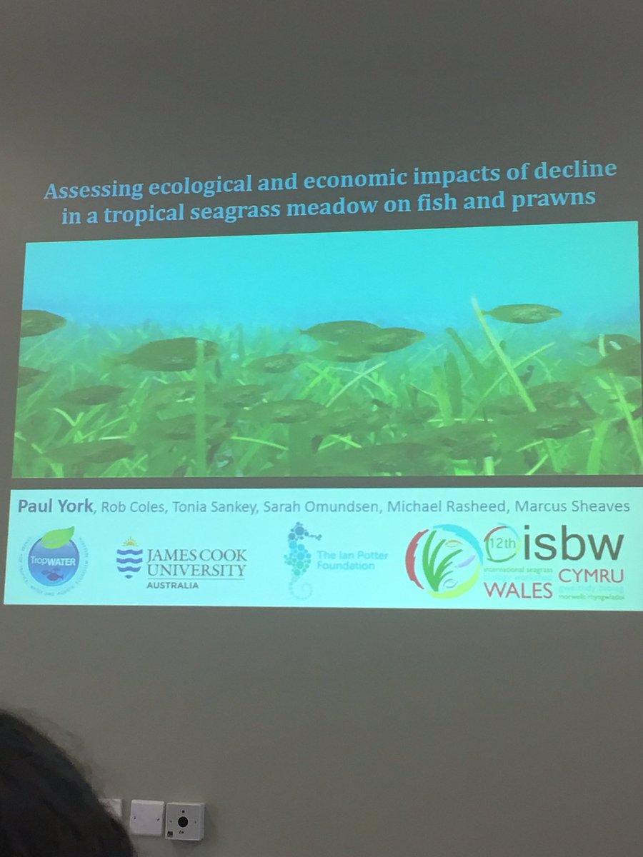 DrCraigSherman's tweet image. Ecosystem loss with fish declines in tropical #seagrass. @drpyork not talking about #justmud @PeterMacreadie #ISBW12