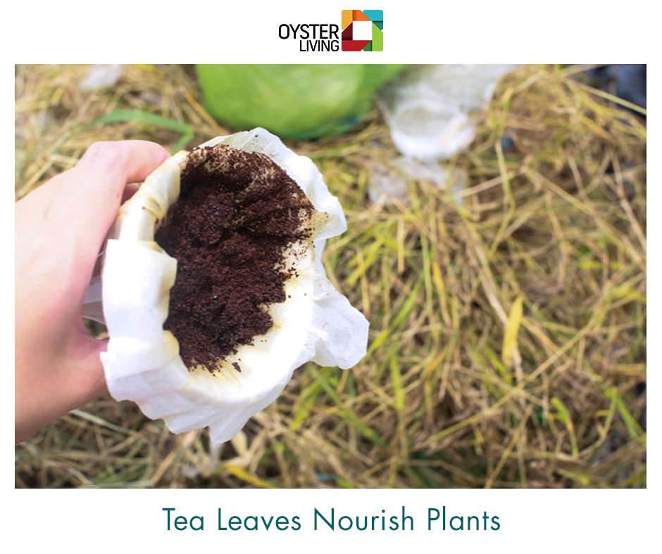 Кофейный жмых. Кофейная гуща мульча. Кофейная гуща компост. Как использовать спитый кофе. Кофейная гуща удобрение.