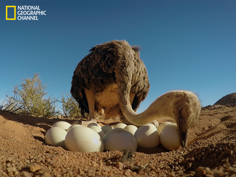 NatGeoIndia's tweet photo. Pic of the Day
The nurturing side of nature https://t.co/moUcqgTlbZ