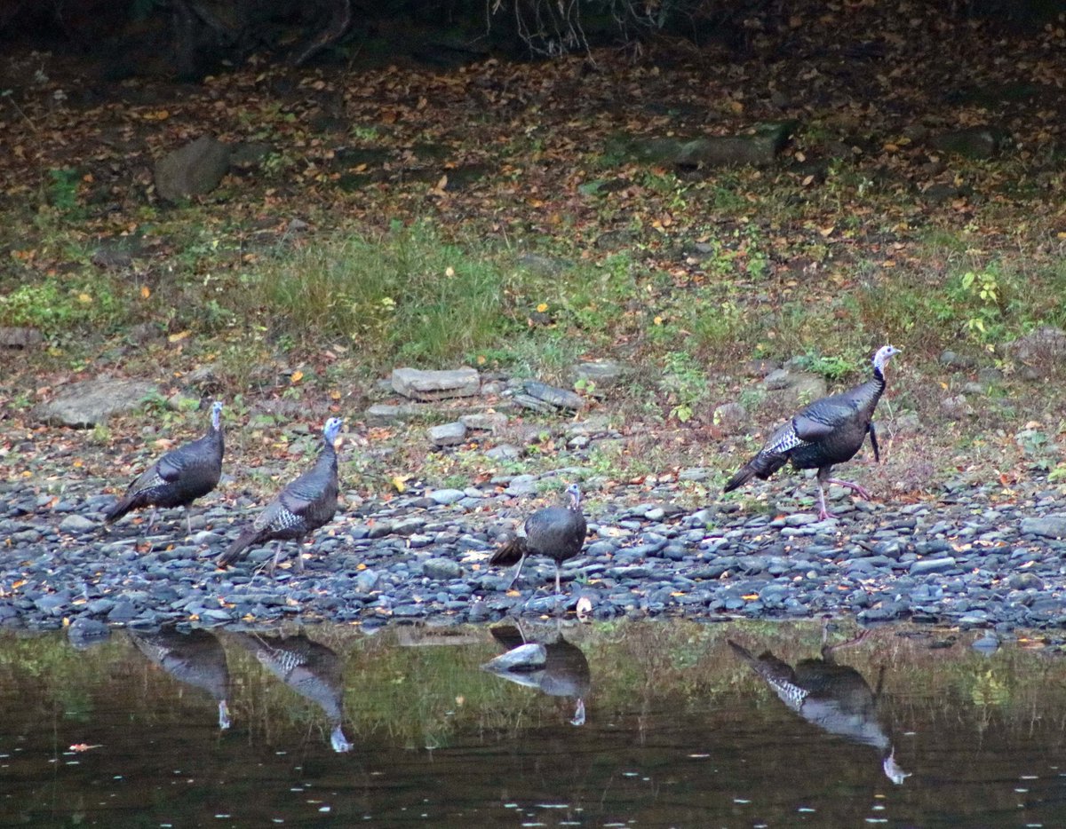 FairWindsCabins's tweet photo. There's a few flocks of turkey hanging around the river this fall. Only a few more weeks until PA Fall Turkey Season! #WMU2F https://t.co/AKTuaoqMwu
