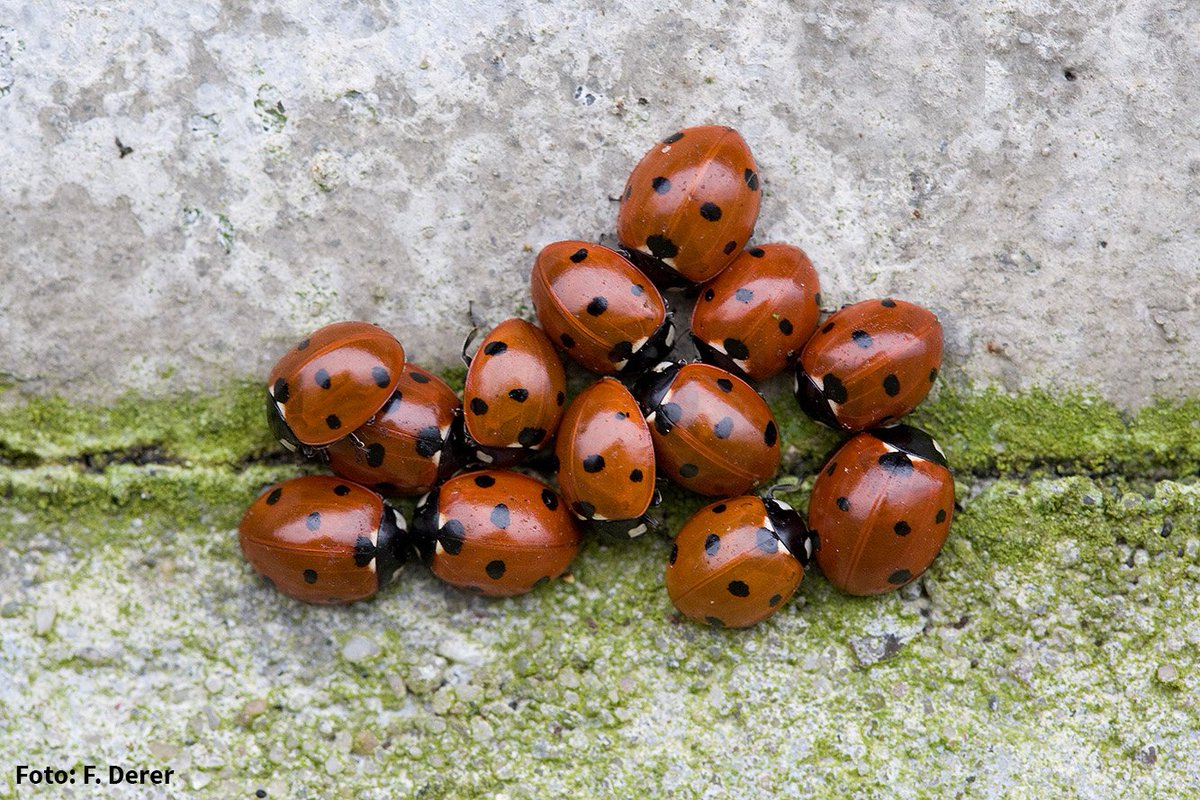 Invasion der Glücksbringer: Viele #Marienkäfer sind jetzt auf Winterquartiersuche 
nabu.de/tiere-und-pfla…