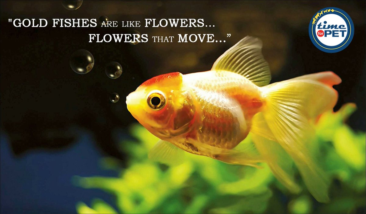time4pet's tweet photo. Isn't True
#timeforpet #fish #fishfacts #goldfish #smallpets #animallovers #fishquote #petlove #petcare #bangalore #wednesday https://t.co/lGfebdUKrN