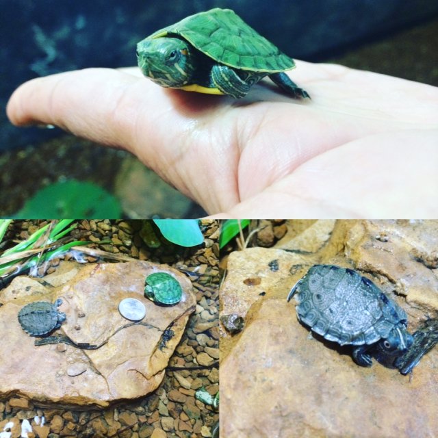 WaterWorksEDU's tweet image. #Turtlecam #Tinyturtle #WaterWorksWednesday Our new Red Eared Slider and Mississippi Map turtles are too #cute! #WaterWeUpTo #turtles