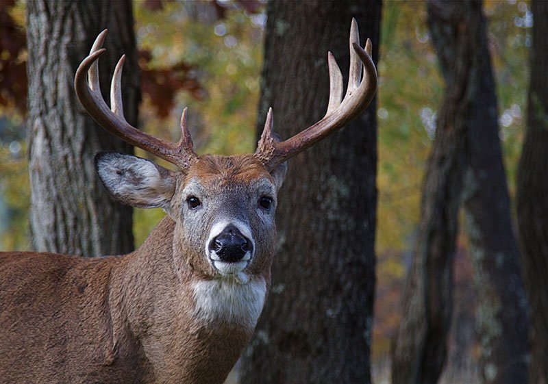 Ever wondered how well deer can hear? Learn more: hubs.ly/H04nXTm0