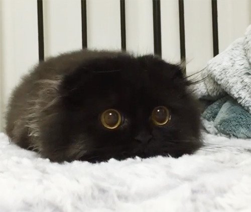 imgsEngracadas's tweet photo. Gato ou Tribble? - https://t.co/HK5atIphdx https://t.co/Fs5SwXB2Tl