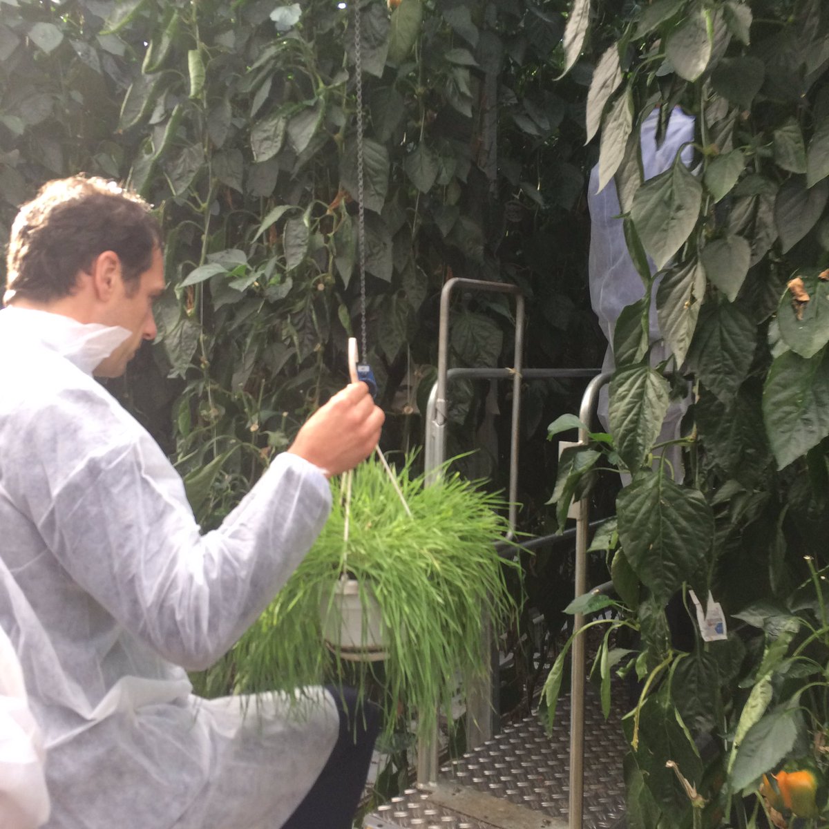 Martijn van Dam hangt innovatieve schimmel tussen paprika's voor biologische bestrijding luis:start pilot systeembenadering gewasbescherming