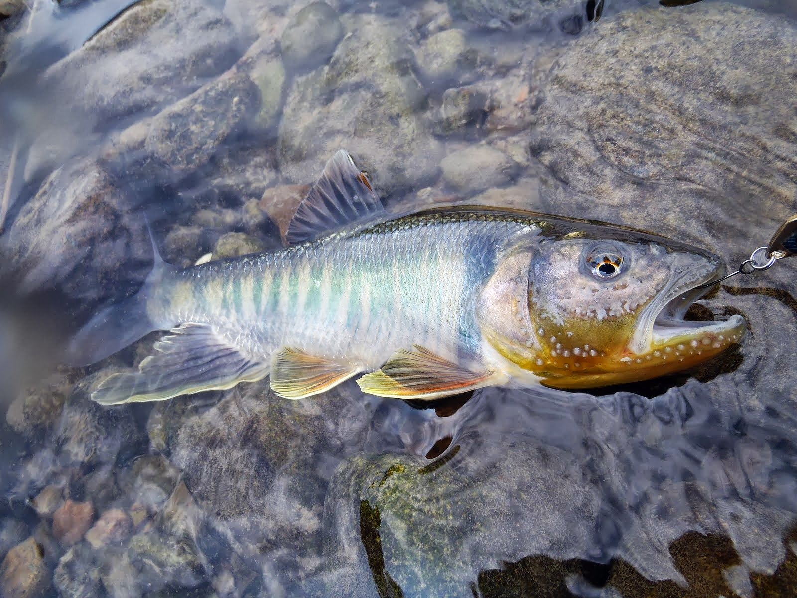 遼來來 Opsariichthys Pachycephalus 体長15 程になり 台湾に生息するハス オイカワ類 喉の鮮やかな黄色がすごく綺麗 本種は時折 台湾オイカワ の名で売られているが 顔付きや口の大きさはどう見てもハス寄りだと思う 実際魚食性も比較的強い