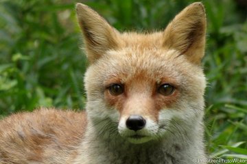 10 5は天狐の日 プライベーティア フォトワーカー