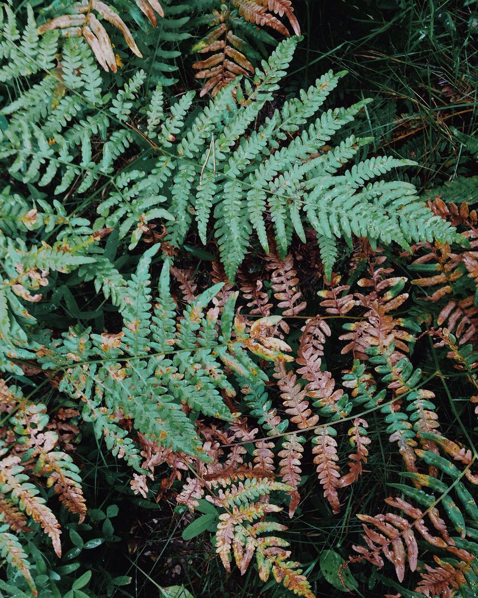 🍃