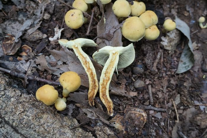 柄が縦に裂けるきのこは食べられるが一部例外もある」という説が流布し