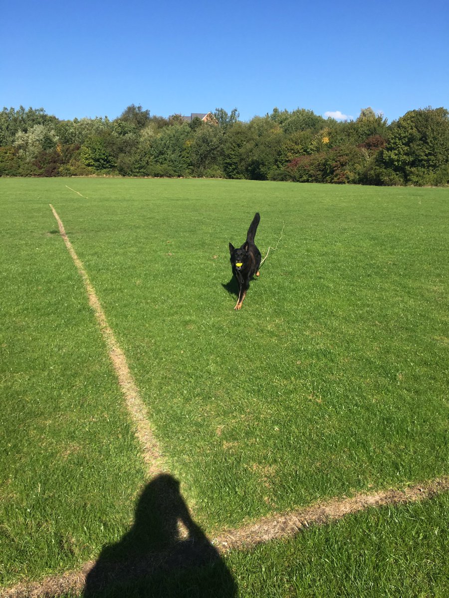 RPD_Logan's tweet photo. First free run with Logan today so pleased with his recall back to me. β€οΈπΎπ #buildingabond #gettingtoknoweachother https://t.co/5hPLuMSJDW