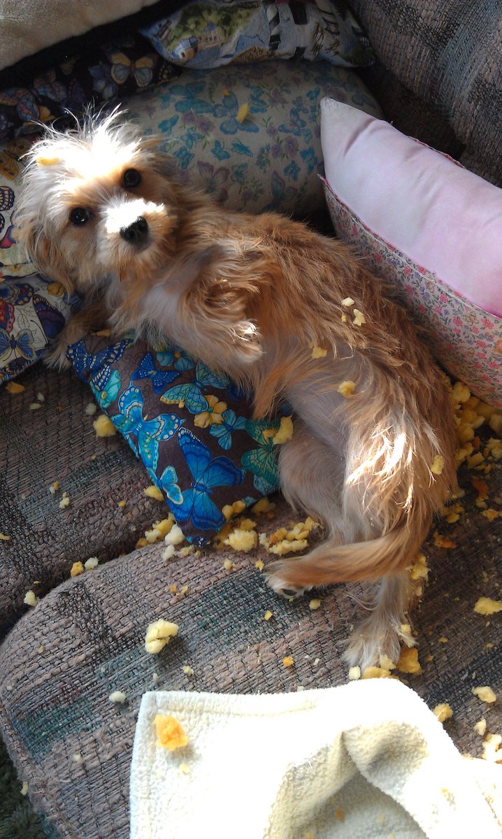 MrsStephie412's tweet image. Looking back on photos - one of my favs. Angel got bored while i was at work a few years back. Poor couch... 😱 😉