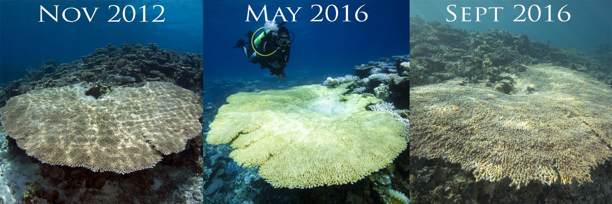 NickThake's tweet photo. A sad tale for this table coral I've photographed over the years #ScottReef #coralbleaching #climatechange #coral #WA @aims_gov_au @abcnews https://t.co/KejLD4UX8u
