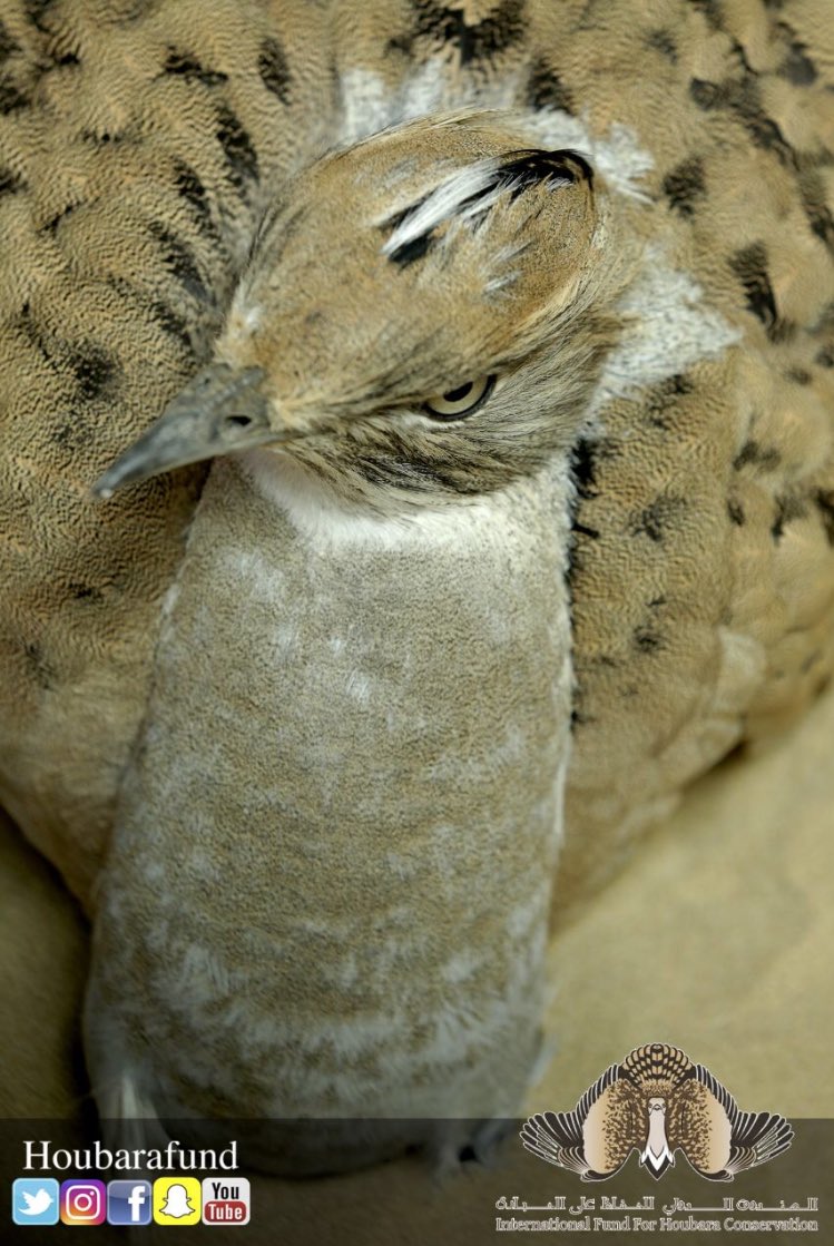 HoubaraFund tweet picture