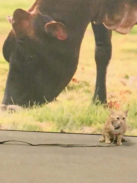 JillKopfer's tweet photo. All legends begin as a little ball of fur #ExpoKitty #legendinthemaking #Celebrate50 #wde16 https://t.co/K3H0jqRBVi